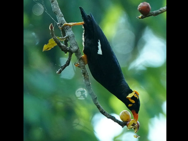  ಹೊಸ ಪಕ್ಷಿಗಳು ಇವು