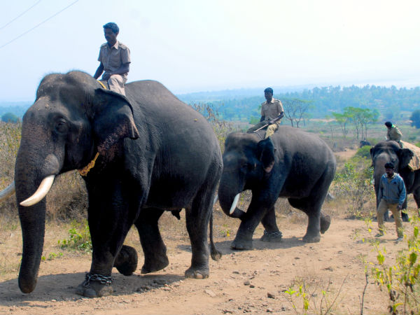 Dasara elephant Abhimanyu enlisted for the Tigre search operation in Antharasanthe