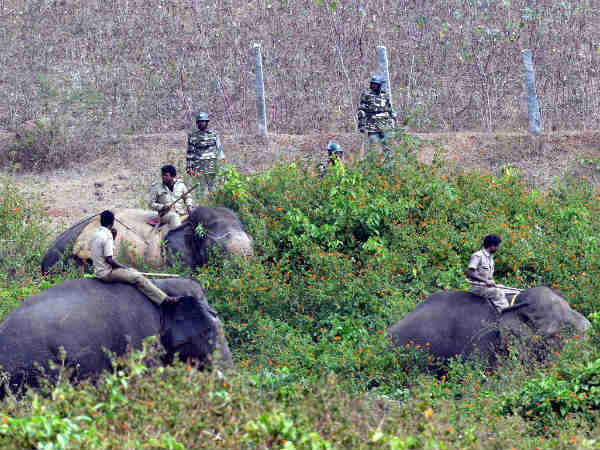 Dasara elephant Abhimanyu enlisted for the Tigre search operation in Antharasanthe