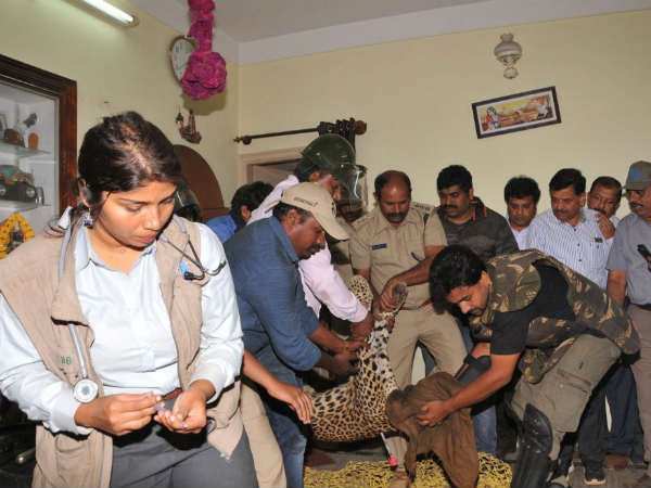  ವನ್ಯಪ್ರಾಣಿಗಳ ವೈದ್ಯರು ಎಷ್ಟು ಜನ ಇದ್ದಾರೆ?