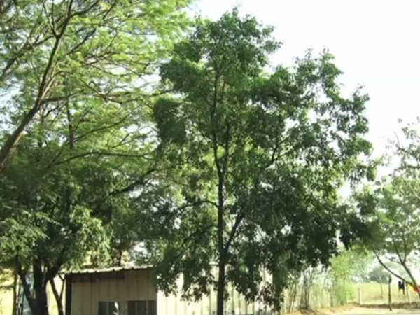 Sandalwood smuggling in Hatti Gold mining area near Lingasugur