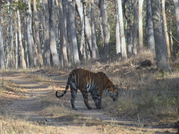 In search of the majestic Tiger in Bandipur forest