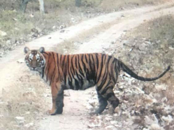 Several Tigers sighted at Bandipur national forest