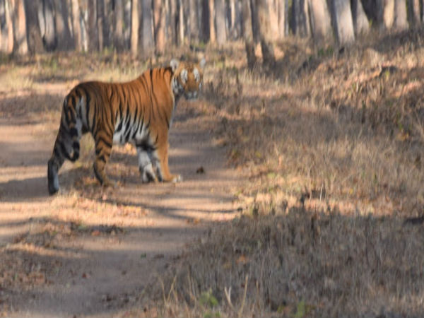 In search of the majestic Tiger in Bandipur forest