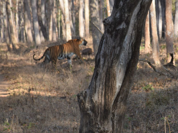 In search of the majestic Tiger in Bandipur forest