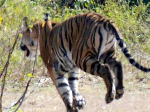 Forest officials finds tough to capture tiger