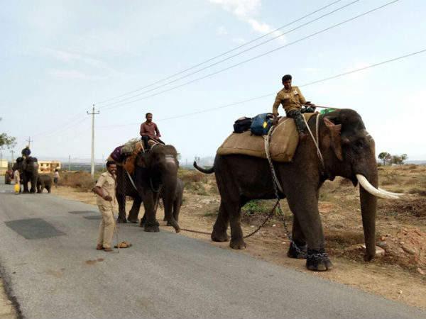 Baby elephants shifted to Rampura range 
