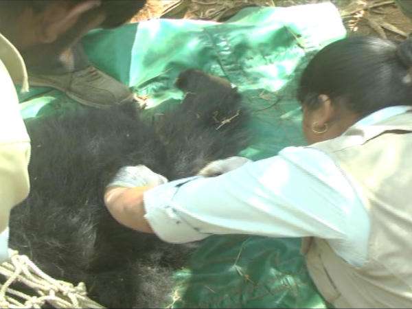 Bear rescued in Ramanagara, Karnataka