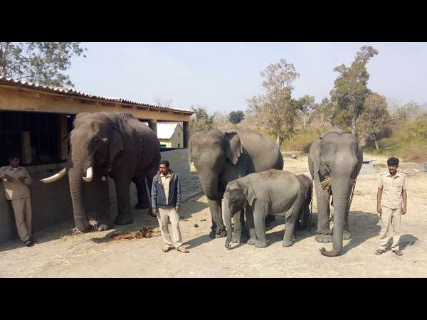 Elephant safari to start in Bandipur, Chamarajanagar