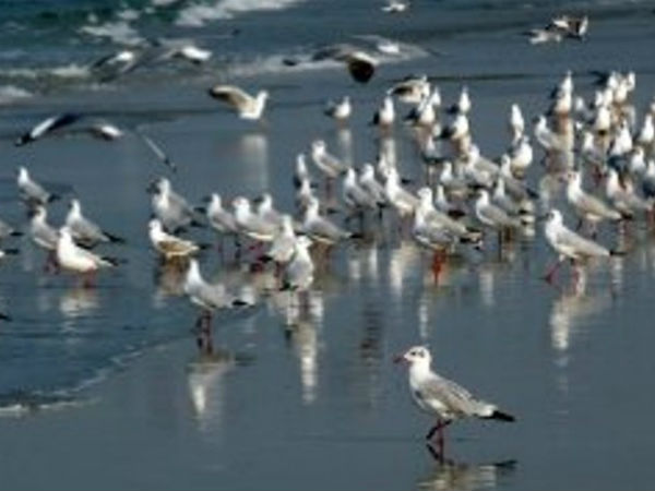 Karnataka Bird festival 2018 starts from Feb 9 in Mangaluru