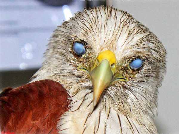 ಗರುಡನಿಗೆ ಲೆನ್ಸ್?