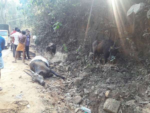 Cattle smuggling lorry over turned in Bantwal, police seizes vehicle