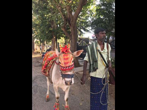 Kole Basava the tradition of the folk art