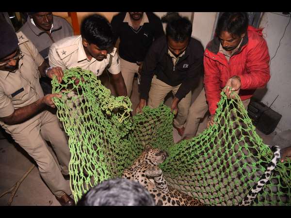 Leopard was caught by Forest department officers in Mysuru