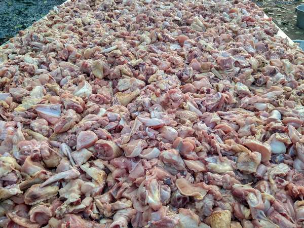 Non veg naivedya for God on Shivaratri