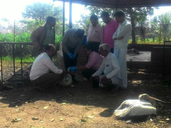 Mysterious death of pelican bird in Mandya creates tention among the people Mysterious death of pelican bird in Mandya creates tention among the people