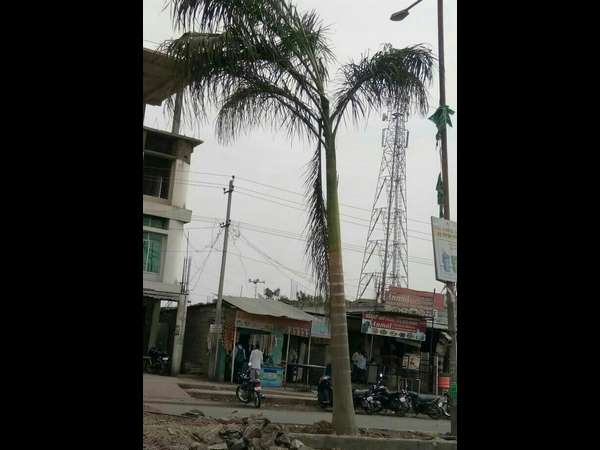 Rahul Gandhi visit to Jevargi, Tree plantation Rahul Gandhi visit to Jevargi, Tree plantation