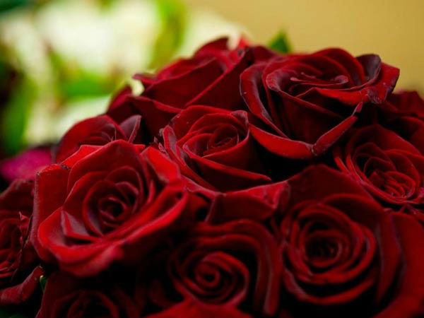 Sweet smell of profit for Rose growers this Valentine's Day Sweet smell of profit for Rose growers this Valentine's Day