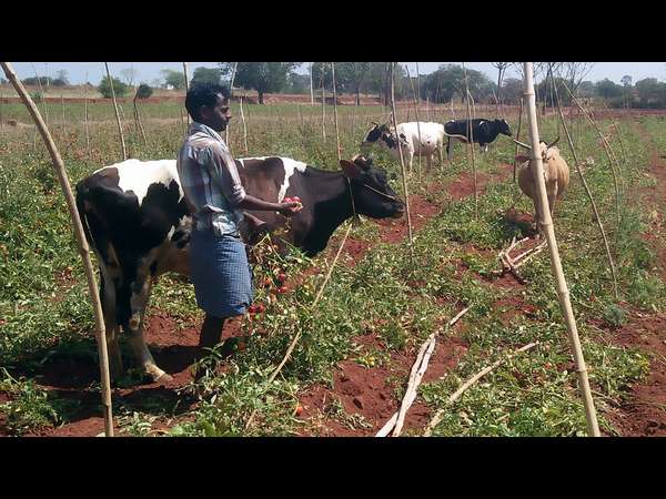 Tomato prices drop as supplies improve