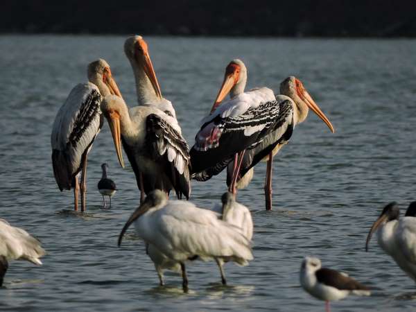 ಕೈಜೋಡಿಸುವವರು, ಬೆನ್ನುತಟ್ಟುವವರು ಬೇಕಾಗಿದ್ದಾರೆ...