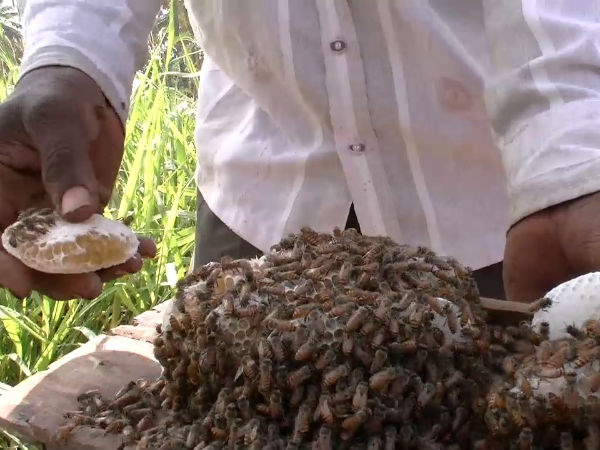 A success story of bee keeping from Doddaballapur 