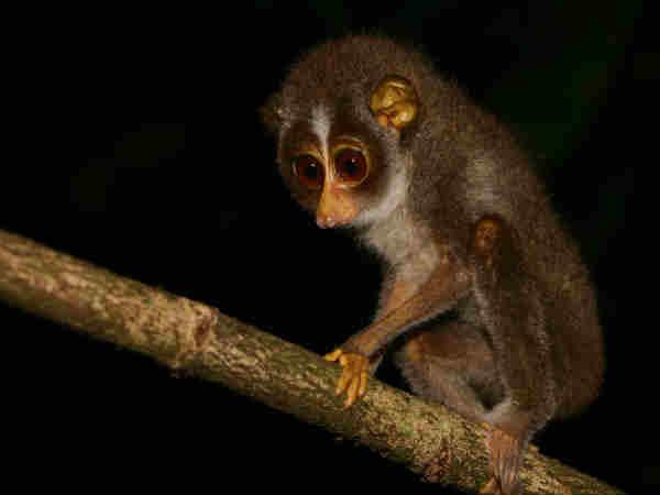 ಪಿಳಿಪಿಳಿ ಕಣ್ಣಿನ ಜೀವಿಯೊಂದು ಮಾವಿನ ಮರದಿಂದ ಹಲಸಿನ ಮರಕ್ಕೆ ಬರುತ್ತಿತ್ತು ಪಿಳಿಪಿಳಿ ಕಣ್ಣಿನ ಜೀವಿಯೊಂದು ಮಾವಿನ ಮರದಿಂದ ಹಲಸಿನ ಮರಕ್ಕೆ ಬರುತ್ತಿತ್ತು