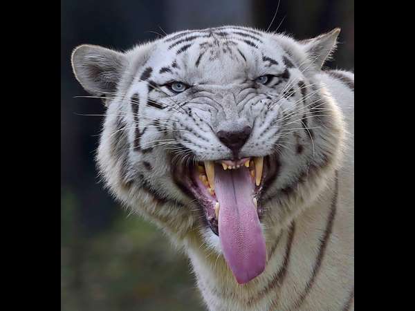 ಪೋಸ್ ಕೊಡೋಕೆ ನಂಗೂ ಬರತ್ತೆ..!