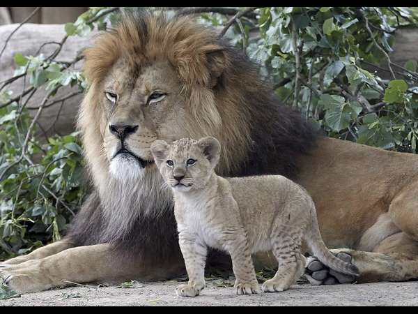 ಅಮ್ಮ ಎಲ್ಲಿ? ಇನ್ನೂ ಬಂದಿಲ್ಲ!