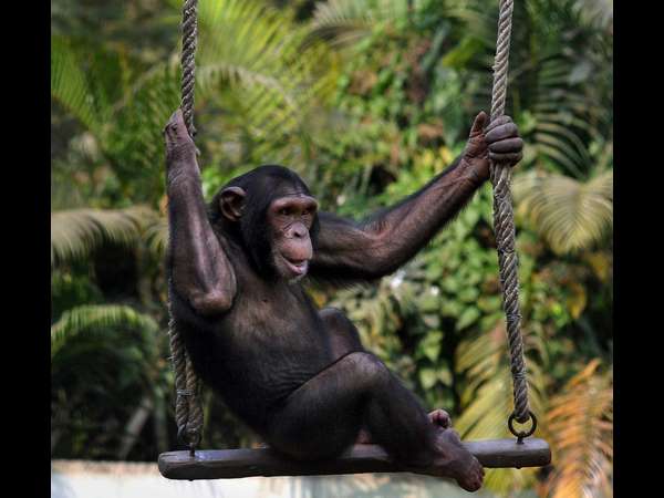 ಜೋ ಜೋ ಜೋಕಾಲಿ...