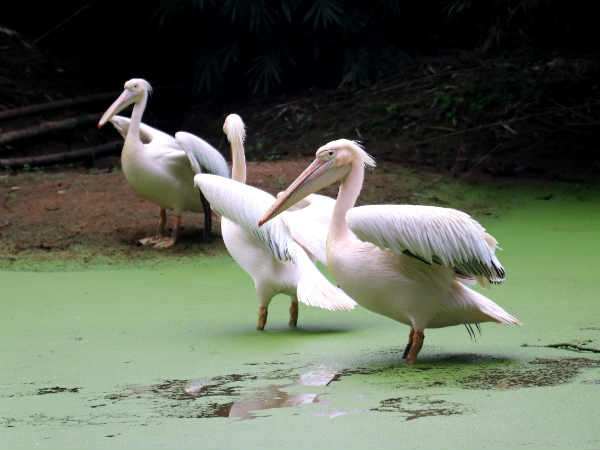 Mysuru zoo receives animals from Assam and Meghalaya zoo Mysuru zoo receives animals from Assam and Meghalaya zoo