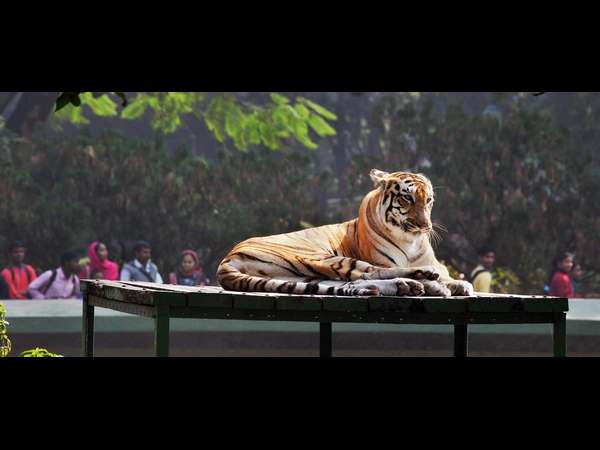 ಬಂಗಾಳದ ಹುಲಿ!