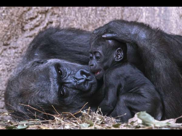 ಅಮ್ಮಾ ಎಂದರೆ ಏನೋ ಹರುಷವು...