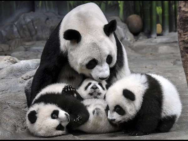 ಟೆಡ್ಡಿ ಬೇರ್ ಬೇಕಾ?!