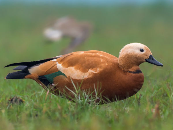 Mysuru zoo receives animals from Assam and Meghalaya zoo Mysuru zoo receives animals from Assam and Meghalaya zoo