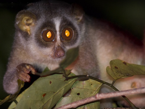 ಅಂಥ ಮೂರು ಕಾಡುಪಾಪದ ಮರಿಗಳು ನಮ್ಮ ಮಡಿಲಿಗೆ ಬಂದವು ಅಂಥ ಮೂರು ಕಾಡುಪಾಪದ ಮರಿಗಳು ನಮ್ಮ ಮಡಿಲಿಗೆ ಬಂದವು