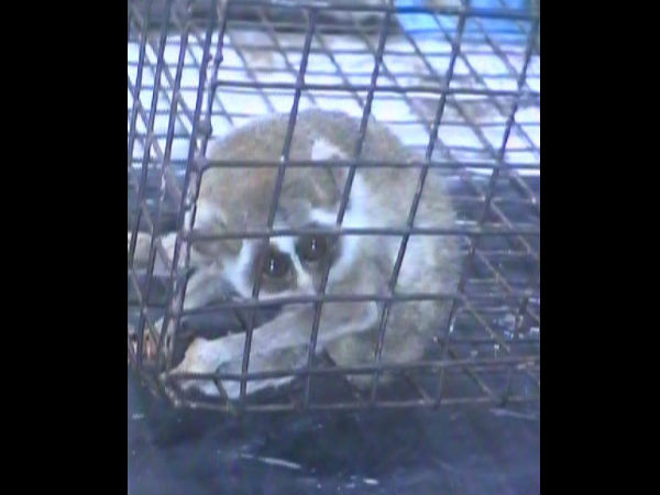 ಅದು ನಾಚುವುದನ್ನು ನೋಡಿಯೇ ಅನುಭವಿಸಬೇಕು ಅದು ನಾಚುವುದನ್ನು ನೋಡಿಯೇ ಅನುಭವಿಸಬೇಕು