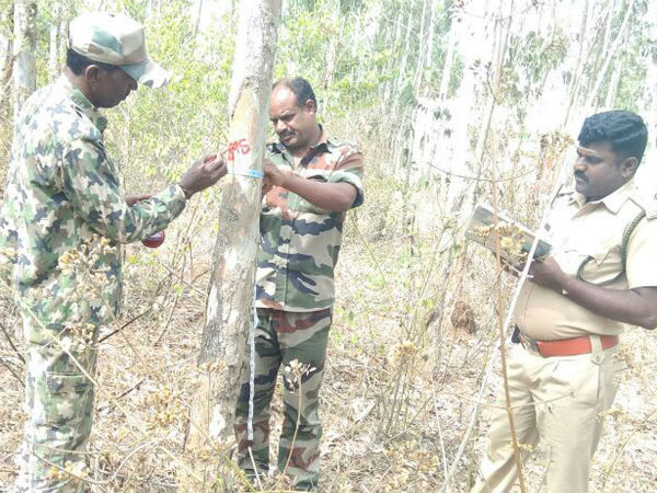 Forest department instructs officers to destroy Nilgiri trees in Chamarajanagar