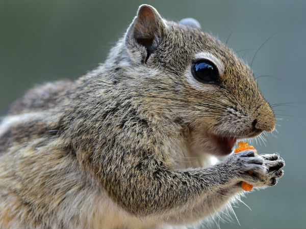  ಅಳಿಲು ಜೋಳವನ್ನು ತಿನ್ನುತ್ತಿರುವ ದೃಶ್ಯ