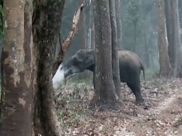 video goes viral while elephant smokes, It is true?