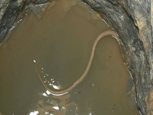 Snake catcher rescues cobra from well