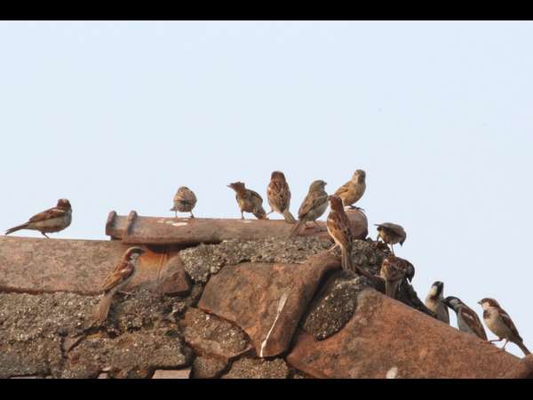 ಎಲ್ಲಿ ಹೋದವು ಮುದ್ದು ಗುಬ್ಬಚ್ಚಿಗಳು..?