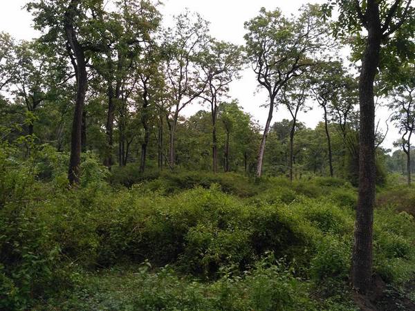 ಅರಣ್ಯ ಅತಿಕ್ರಮಣದಾರರದ್ದೇ ಬಹುದೊಡ್ಡ ಸಮಸ್ಯೆ