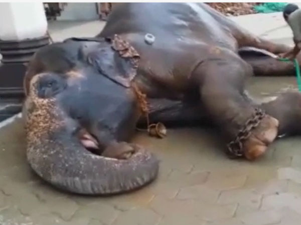 ಆಕರ್ಷಕವಾಗಿ ಕಾಣಿಸಿಕೊಂಡಿದ್ದ ಗಜ ರಾಣಿ