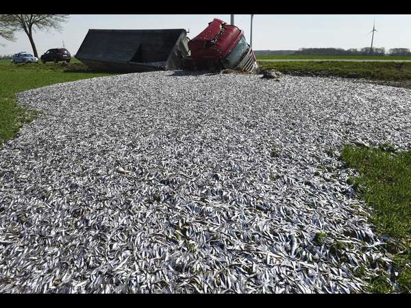  ಜರ್ಮನಿಯ ಹೊಲದಲ್ಲಿ ಮೀನಿನ ರಾಶಿ