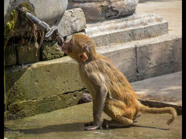 ನಲ್ಲಿಯಲ್ಲಿ ಬರುವ ಒಂದು ಹನಿ ನೀರಿಗಾಗಿ ಕಾದುಕುಳಿತಿರುವ ಕೋತಿ 