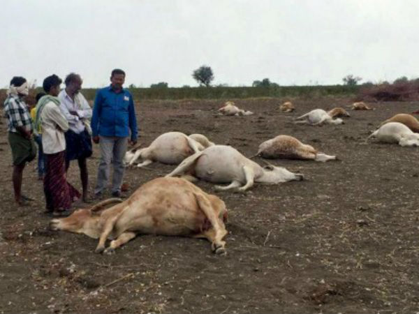ಗುರಜಾಲಾದಲ್ಲಿ ಗೋವುಗಳ ಸರಣಿ ಸಾವು ಗುರಜಾಲಾದಲ್ಲಿ ಗೋವುಗಳ ಸರಣಿ ಸಾವು