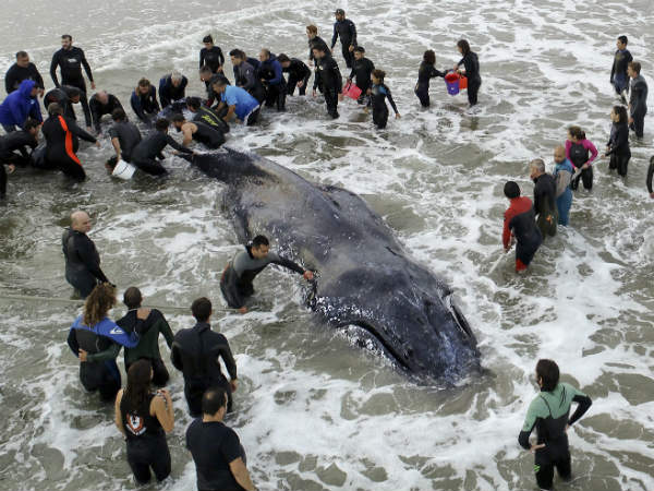 ಹಂಪ್ ಬ್ಯಾಕ್ ತಿಮಿಂಗಿಲ ಹಂಪ್ ಬ್ಯಾಕ್ ತಿಮಿಂಗಿಲ