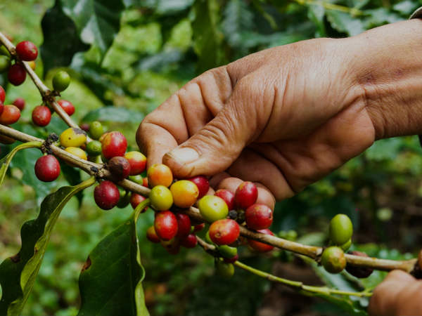 Be A Owner Of Coffee Estate in Sakleshpur