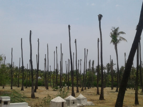 ತೆಂಗಿನ ಮರಗಳಿಗೆ ನುಸಿ ರೋಗ ತೆಂಗಿನ ಮರಗಳಿಗೆ ನುಸಿ ರೋಗ