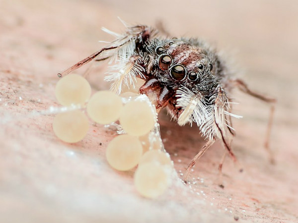  ಸಂತಾನೋತ್ಪತ್ತಿ ಸಮಯ 